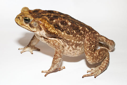 Cane Toads
