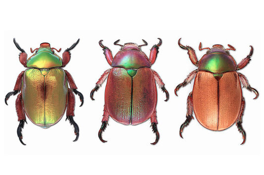 Christmas Beetles