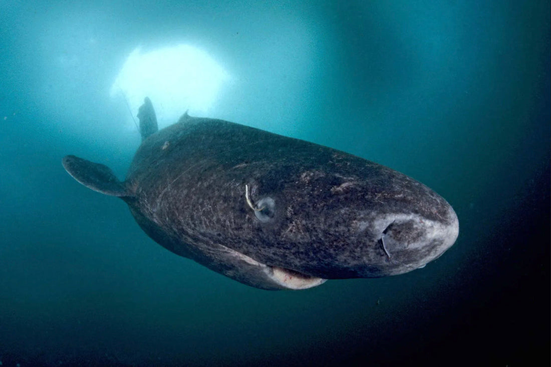 Greenland Shark