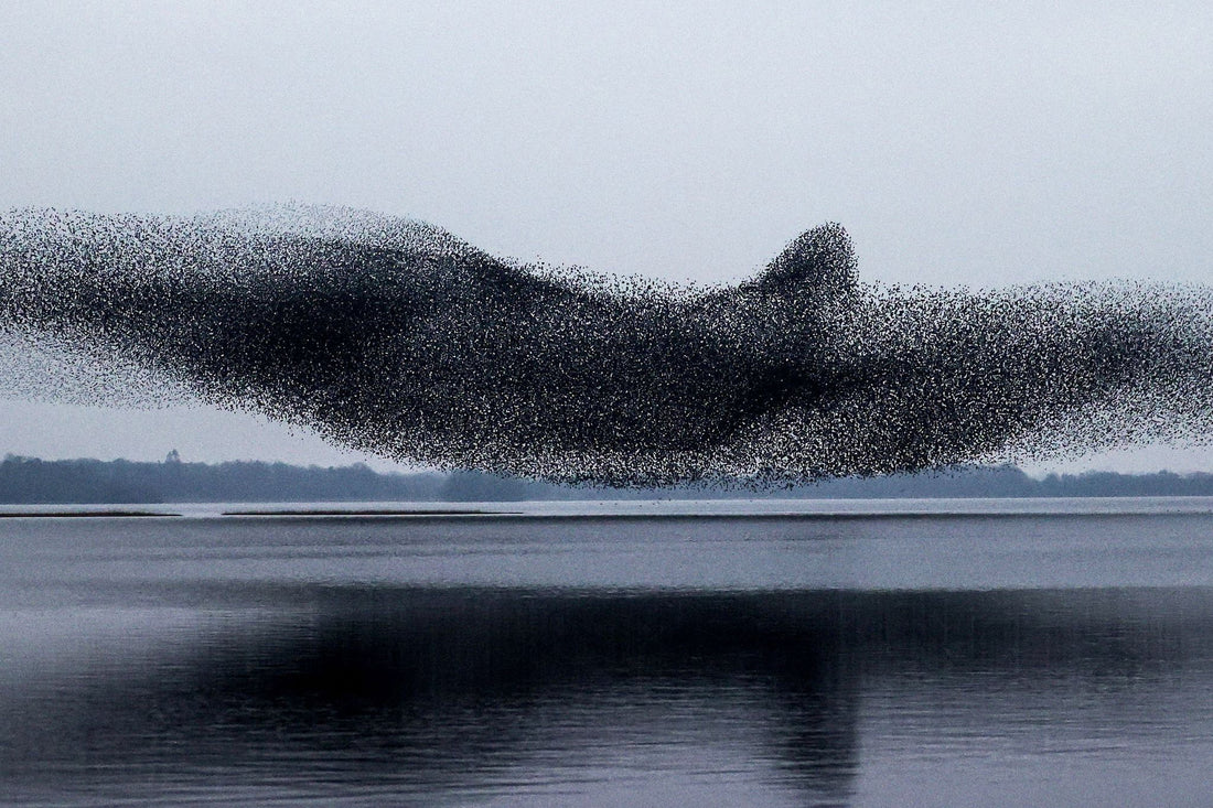 Interesting Animal Behaviours