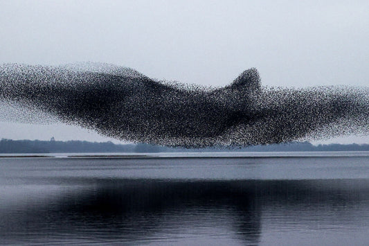 Interesting Animal Behaviours