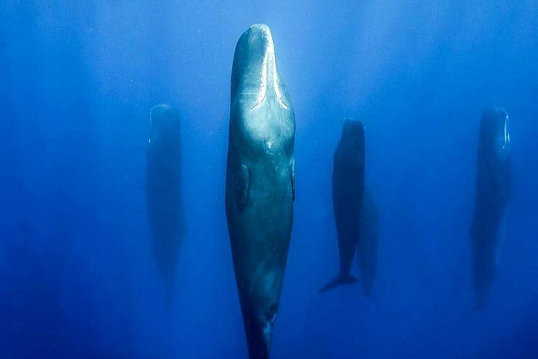 Whales Sleeping