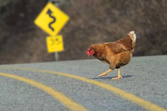 Why did the chicken cross the road?