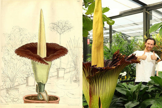 Corpse Flower