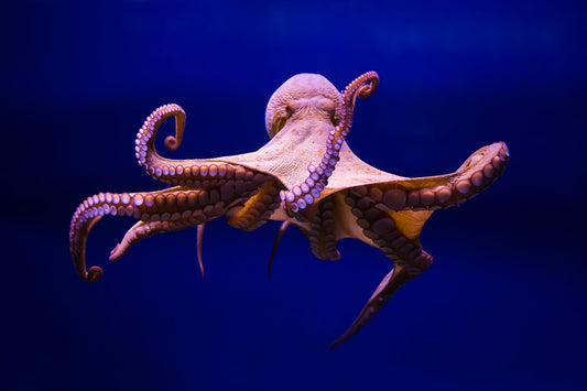 Interesting Octopus Facts