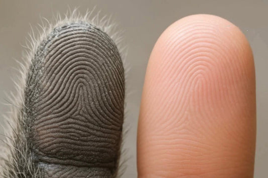Fingerprints