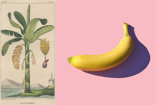 Bananas