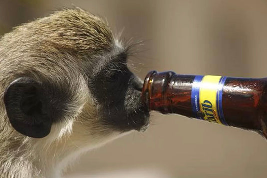 Drunk Animals