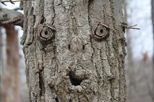 Pareidolia
