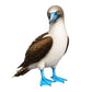 Blue-Footed Booby Ringer T Shirts for Men