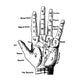 Palmistry Hand T Shirts for Women